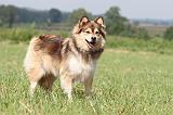 CHIEN FINNOIS DE LAPONIE 661